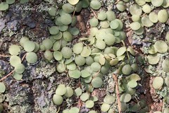 Peperomia circinnata