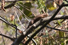 Paraxerus vexillarius