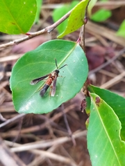 Aegerina alomyaeformis