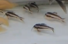 Platydoras armatulus