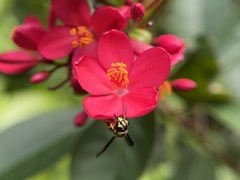 Stenodyneriellus guttulatus