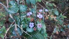 Eranthemum roseum