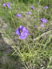 Stachytarpheta urticifolia
