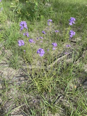 Stachytarpheta urticifolia