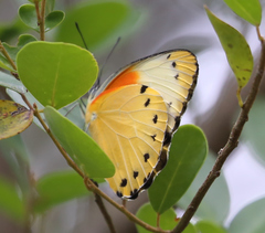 Belenois thysa thysa