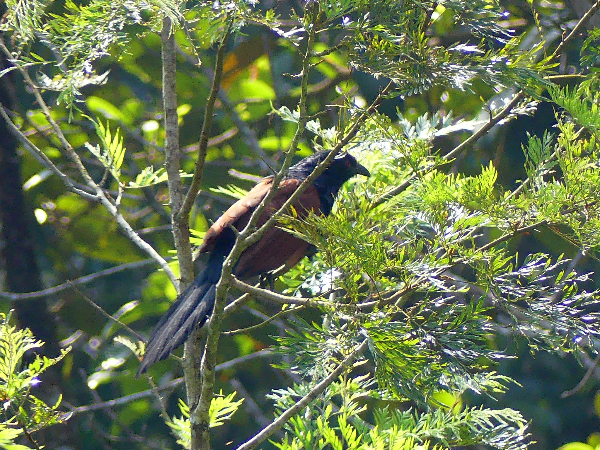 Greater Coucal