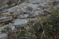 Hermannia diversistipula