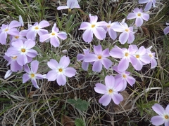 Phlox sibirica