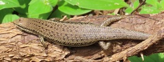 Trachylepis depressa