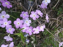 Phlox sibirica