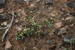 Centella glabrata
