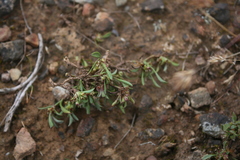 Centella glabrata