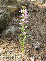 Cephalanthera kurdica