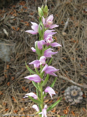 Cephalanthera kurdica
