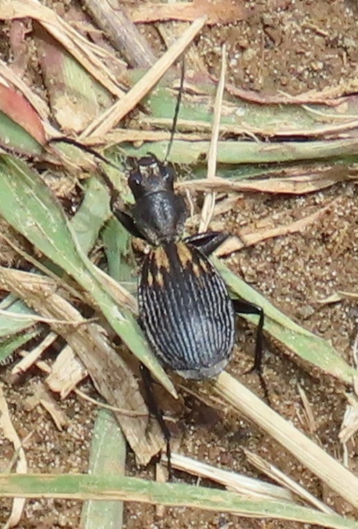 Piezia aptinoides