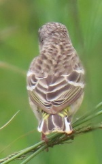 Crithagra citrinipectus