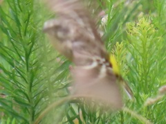 Crithagra citrinipectus