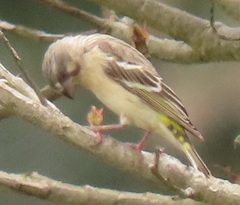 Crithagra citrinipectus