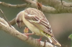 Crithagra citrinipectus