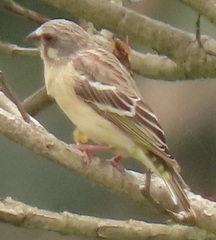 Crithagra citrinipectus