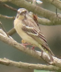 Crithagra citrinipectus