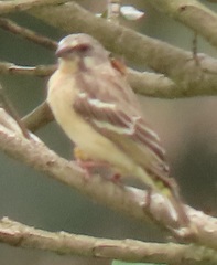 Crithagra citrinipectus