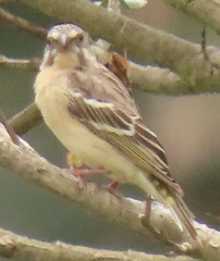 Crithagra citrinipectus