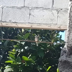 Geopelia striata