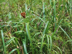 Rhynchospora spectabilis