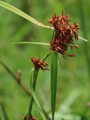 Rhynchospora spectabilis