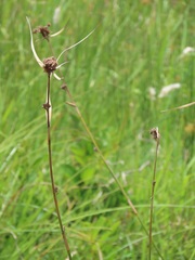 Rhynchospora spectabilis