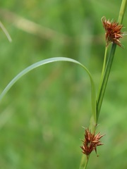 Rhynchospora spectabilis