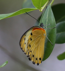 Belenois thysa thysa
