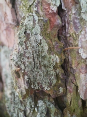 Chaenotheca ferruginea