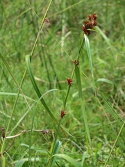 Rhynchospora spectabilis