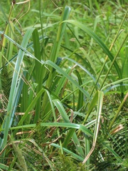 Rhynchospora spectabilis