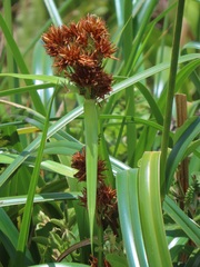 Rhynchospora spectabilis