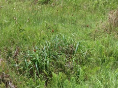 Rhynchospora spectabilis