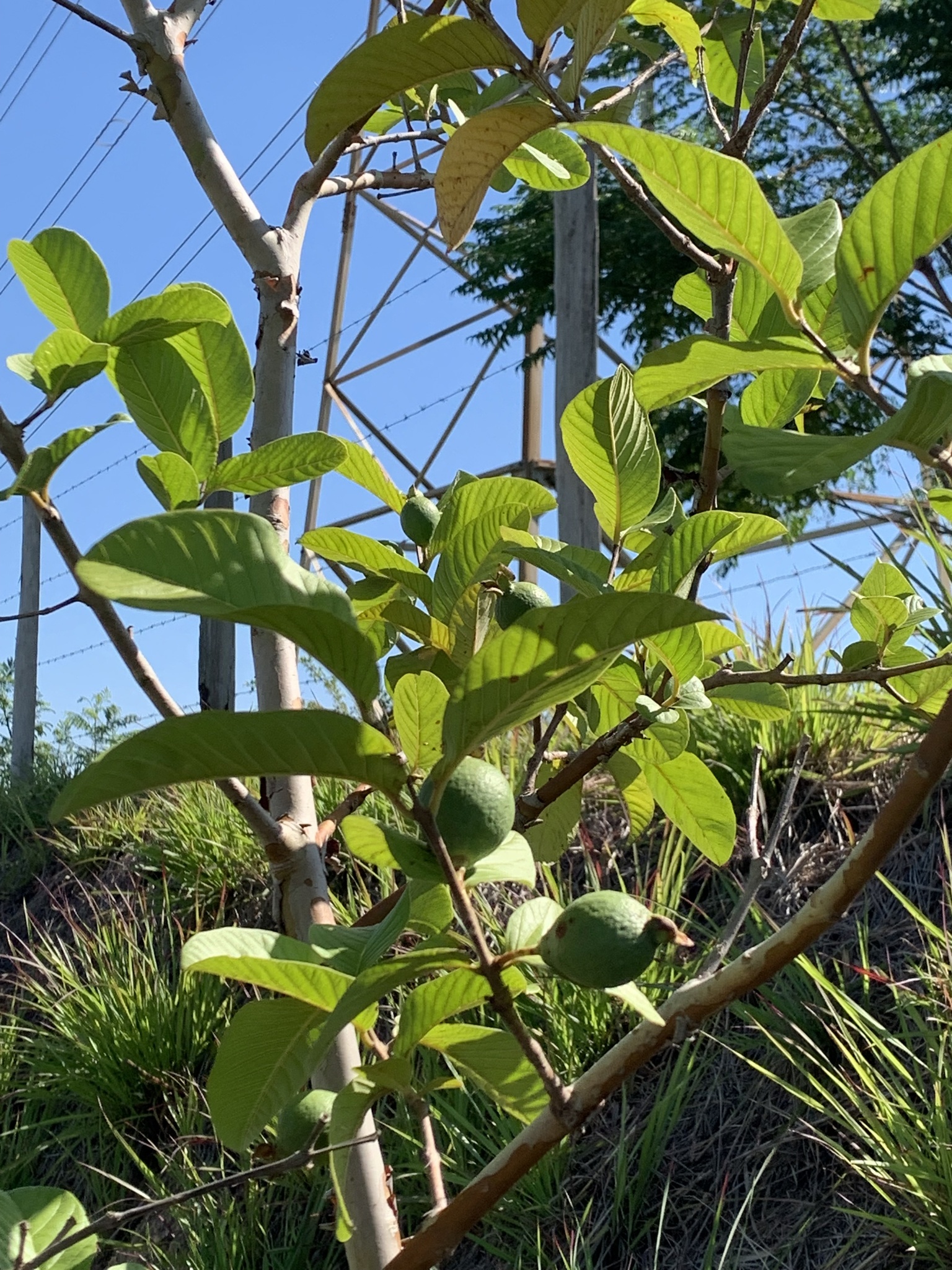 Psidium guajava