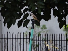 Lanius cristatus lucionensis