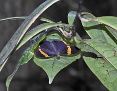 Chaetocneme porphyropis