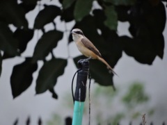 Lanius cristatus lucionensis