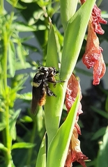 Mallophora
