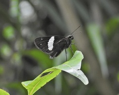 Notocrypta waigensis