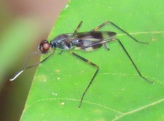 Hybobata fuelleborni