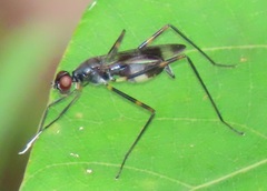Hybobata fuelleborni
