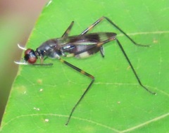Hybobata fuelleborni