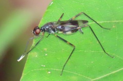 Hybobata fuelleborni