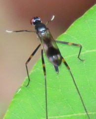 Hybobata fuelleborni