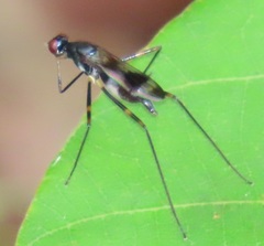 Hybobata fuelleborni